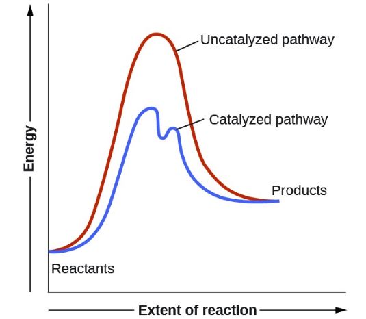 A comparison of an energy diagram for an overall reaction with and without a catalyst.