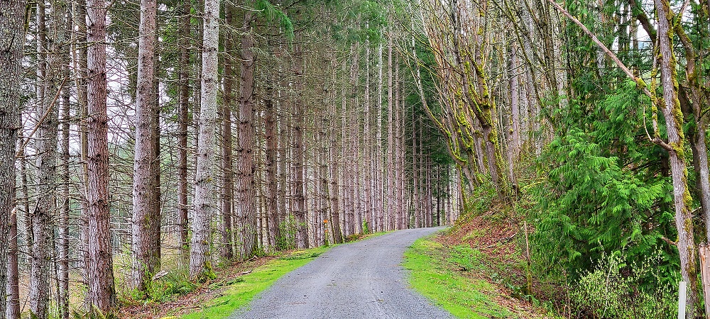 A long, curvy concrete road, lined with tall, thin trees on the left side and shorter trees and lush bushes on the right side.