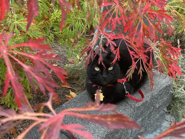 Raja the black cat resting under a Japanese maple.