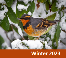 Winter 2023 bird