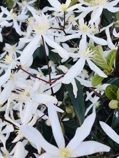 picture of white spring blossoms